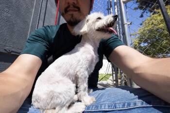 Poppet -  Poodle and Maltese Dog for Adoption in Santa Rosa, California - Poppet | PetCurious
