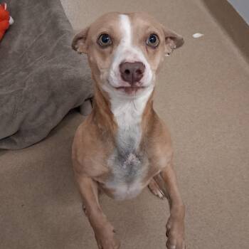 Finn -  Mixed Breed and Chihuahua Dog for Adoption in West Palm Beach, Florida - Finn | PetCurious
