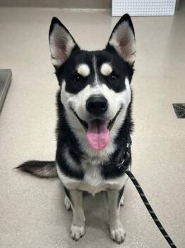 Husky Dogs Available for Adoption in Baytown, Texas - TOGO | PetCurious