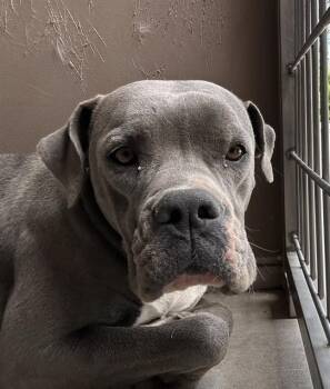 Pit Bull Terrier and Mixed Breed Dogs Available for Adoption in Albuquerque, New Mexico - KIKI | PetCurious