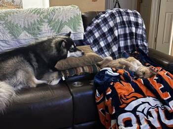 Australian Shepherd Dogs Available for Adoption - Nacho #1 | PetCurious