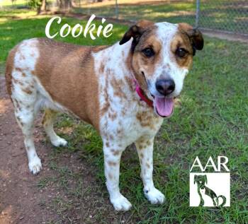 Australian Cattle Dog Blue Heeler and Coonhound Dogs Available for Adoption in Magnolia, Texas - Cookie | PetCurious