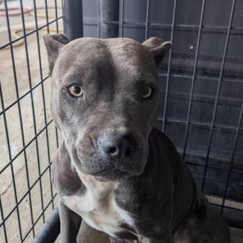 Miso -  Pit Bull Terrier and English Bulldog Dog for Adoption in East St. Louis, Illinois - Miso | PetCurious