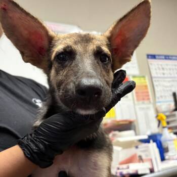Major -  German Shepherd Dog Dog for Adoption in Yuma, Arizona - Major | PetCurious