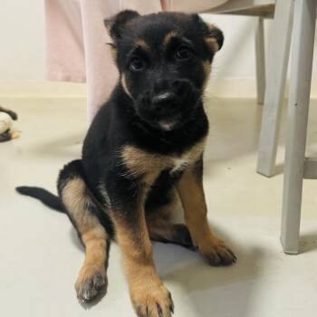 German Shepherd Dog Dogs Available for Adoption - Talia (C000-057) - Costa Mesa Location | PetCurious