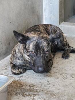 A597840 -  German Shepherd Dog and Mixed Breed Dog for Adoption in San Bernardino, California - A597840 | PetCurious