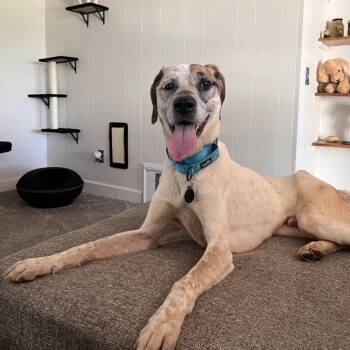 Tulsa -  Hound Dog for Adoption in Fort Wayne, Indiana - Tulsa | PetCurious