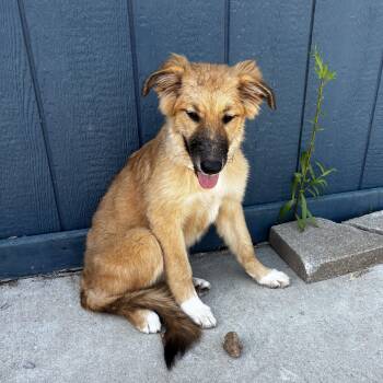 Goldie -  Great Pyrenees and German Shepherd Dog Dog for Adoption in Liverpool, Texas - Goldie | PetCurious