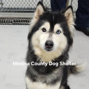Husky Dogs Available for Adoption in Medina, Ohio - Lucky | PetCurious