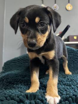 Beagle and Fox Terrier Dogs Available for Adoption - Sophie! Happy Silly Girl  | PetCurious