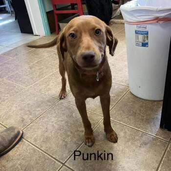 Redbone Coonhound Dogs Available for Adoption in Madill, Oklahoma - Punkin | PetCurious