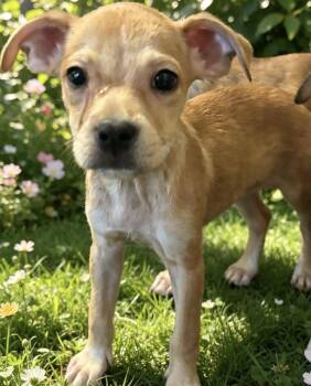 Beth -  Boston Terrier and Chihuahua Dog for Adoption in Camp Pendleton North, California - Beth | PetCurious