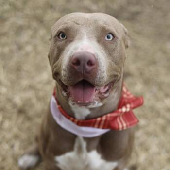 ROCKY -  American Staffordshire Terrier Dog for Adoption in San Antonio, Texas - ROCKY | PetCurious