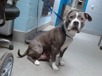 Pit Bull Terrier and Mixed Breed Dogs Available for Adoption in Albuquerque, New Mexico - MILLIE | PetCurious