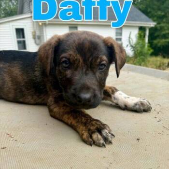 Daffy -  German Shepherd Dog and Boxer Dog for Adoption in Christiansburg, Virginia - Daffy | PetCurious