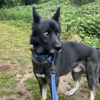 Mixed Breed Dogs Available for Adoption in Auburn, Alabama - Savant | PetCurious