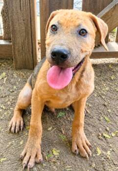 Eight Track Nate -  Terrier Dog for Adoption in El Dorado, Arkansas - Eight Track Nate | PetCurious