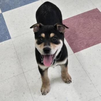 Australian Cattle Dog Blue Heeler Dogs Available for Adoption in Tawas City, Michigan - Zena 26-003 | PetCurious