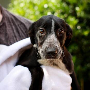 Chrysanthemum -  Australian Cattle Dog Blue Heeler and Retriever Dog for Adoption in Hattiesburg, Mississippi - Chrysanthemum | PetCurious