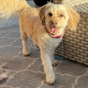 Daisie -  Miniature Poodle and Golden Retriever Dog for Adoption in Georgetown, Kentucky - Daisie | PetCurious