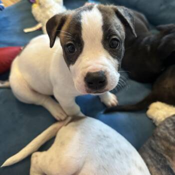 American Staffordshire Terrier and Boston Terrier Dogs Available for Adoption in Mt. Juliet, Tennessee - Princess Diana “London’s Royal Litter” | PetCurious