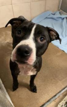 Rescue Mixed Breed Dogs for Adoption in West Chester, Pennsylvania - Philly | PetCurious
