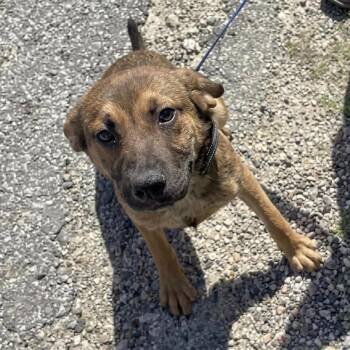 Shepherd and Terrier Dogs Available for Adoption in Bloomfield, Connecticut - Snickers | PetCurious