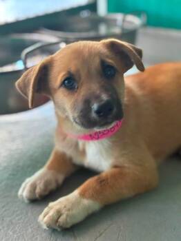 MELODY -  German Shepherd Dog and Mixed Breed Dog for Adoption in Visalia, California - MELODY | PetCurious