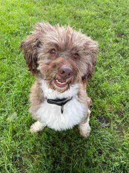 Cocoa Butter -  Poodle and Australian Shepherd Dog for Adoption in New Milford, Connecticut - Cocoa Butter | PetCurious
