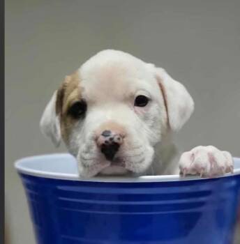 Rescue Pit Bull Terrier and Anatolian Shepherd Dogs for Adoption in Shawnee, Oklahoma - Finnick | PetCurious