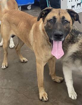 Mixed Breed Dogs Available for Adoption in Dallas, Texas - LIMP BISCUIT | PetCurious