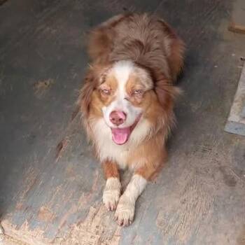 Cattle Dog Dogs Available for Adoption - Mr. Man | PetCurious