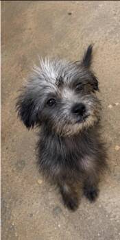 Nettle -  Chihuahua and Poodle Dog for Adoption in Corona, California - Nettle | PetCurious