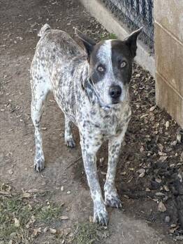 Australian Cattle Dog Blue Heeler Dogs Available for Adoption in Riverside, California - RALPH | PetCurious