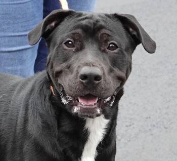 Klinger -  Labrador Retriever and Rottweiler Dog for Adoption in Millfield, Ohio - Klinger | PetCurious