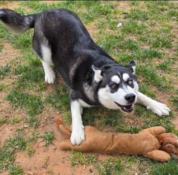Siberian Husky Dogs Available for Adoption in Washington, Missouri - Luna | PetCurious