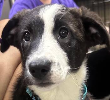 Fawn Teal Collar -  Australian Shepherd Dog for Adoption in Dayton, Minnesota - Fawn Teal Collar | PetCurious