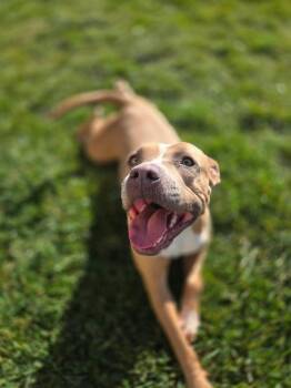 Pit Bull Terrier Dogs Available for Adoption - VIXON | PetCurious