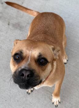 Mixed Breed Dogs Available for Adoption in Mauston, Wisconsin - Cookie | PetCurious