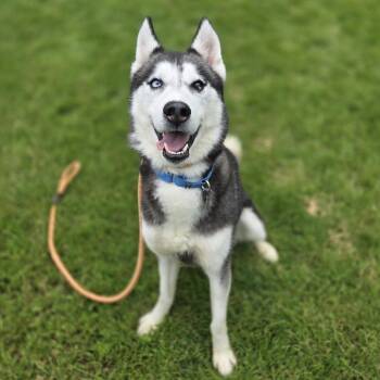 Mishka -  Husky Dog for Adoption in Pittsford, Vermont - Mishka | PetCurious