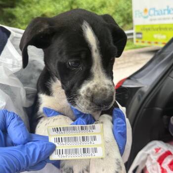 Mixed Breed Dogs Available for Adoption in Charleston, West Virginia - Sophie | PetCurious
