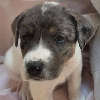 Mesa - Coming Soon! -  Mixed Breed Dog for Adoption in Naperville, Illinois - Mesa - Coming Soon! | PetCurious