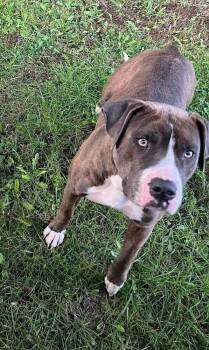Boulder #209 -  Pit Bull Terrier Dog for Adoption in New Lexington, Ohio - Boulder #209 | PetCurious