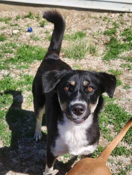 German Shepherd Dog Dogs Available for Adoption in Berea, Kentucky - Mayflower | PetCurious