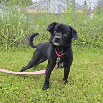 Pup Pup -  Mixed Breed Dog Available for Adoption in Cooperstown, New York - Pup Pup | PetCurious