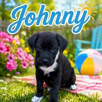 Johhny -  Labrador Retriever Dog for Adoption in Hatfield, Pennsylvania - Johhny | PetCurious