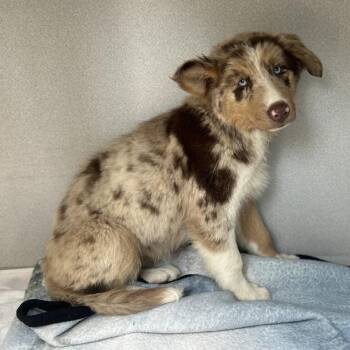 Lil Suzy -  Mixed Breed Dog for Adoption in Davenport, Iowa - Lil Suzy | PetCurious