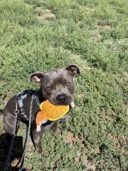 Debo -  Pit Bull Terrier Dog for Adoption in Pueblo, Colorado - Debo | PetCurious