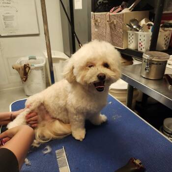 Maltese and Poodle Dogs Available for Adoption - Tater Tot (C000-752) - Costa Mesa Location | PetCurious