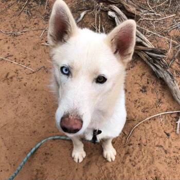 Rescue Husky Dogs for Adoption in Kanab, Utah - Arctic | PetCurious